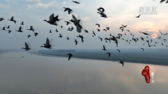 山东东阿：数千候鸟“歇脚”黄河东阿段