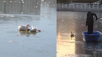 鸭子被冻在高校人工湖的冰面上，老师“划”船救出