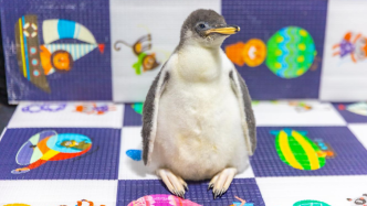 上海首只巴布亚企鹅经人工干预顺利“破壳”，春节前将换羽