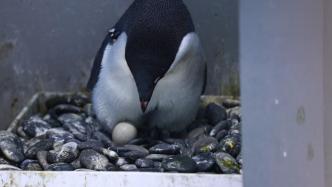 上海海昌海洋公园添新丁，首只巴布亚企鹅在人工干预下破壳