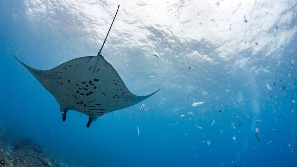 如何加强海洋环境监管？人大法工委：实行保护目标责任制