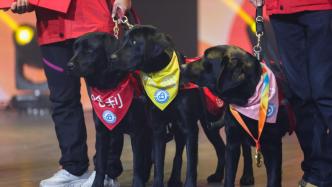 一场特殊的毕业仪式，中国首批孤独症辅助犬毕业典礼上话举行