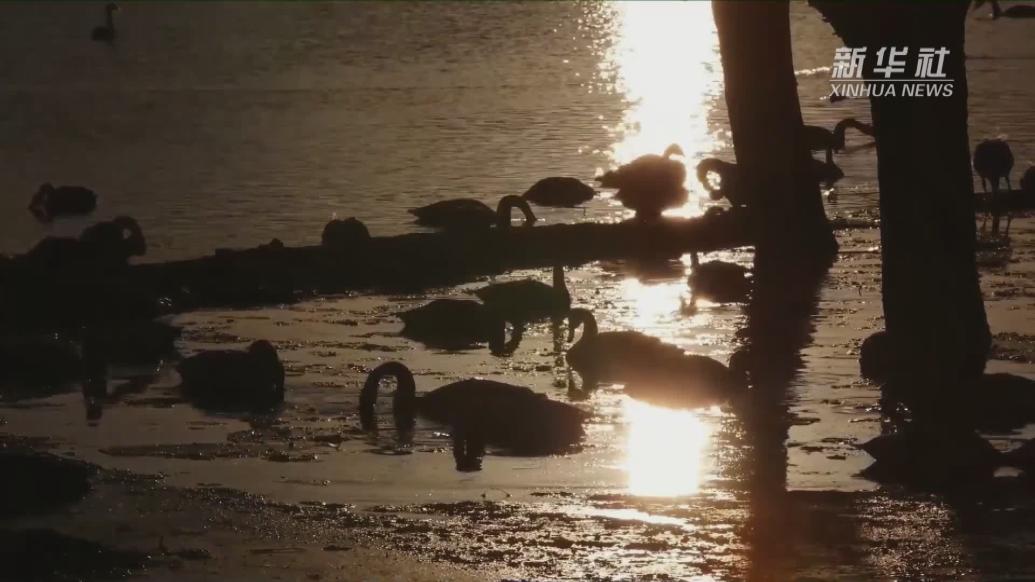 山西平陆：冬日湿地天鹅舞