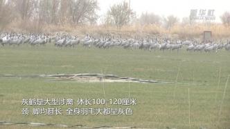 灰鹤连续三年选择新疆且末县栖息越冬