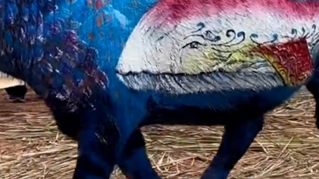 云南普洱举行彩绘大赛，画师在牛身上画出自然风光