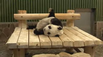 日媒：28岁旅日大熊猫旦旦心脏病恶化，再次延期回国
