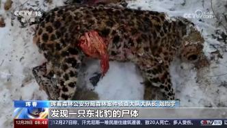 极为罕见！中国境内首次发现东北虎捕食东北豹