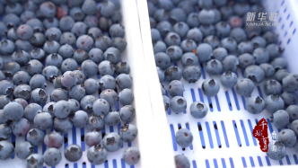 山东巨野：冬日蓝莓抢“鲜”上市