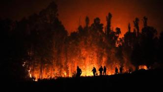 2023年终报道｜森林之危④：林火纪事，气候危机威胁全球
