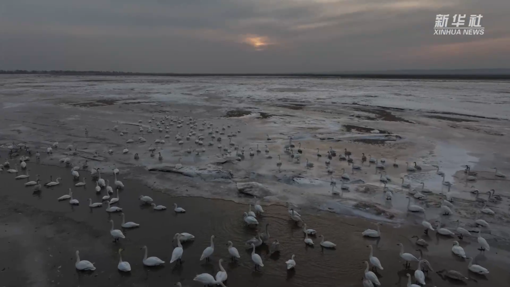 山西永济：黄河湿地天鹅舞