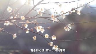 千年驿道梅花开，四方游客寻香来