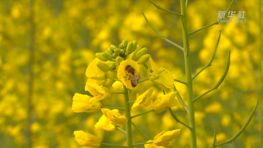 四川泸县:冬日油菜花绽放
