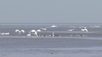 湖北咸宁湿地生态修复，上万只候鸟翩翩归来