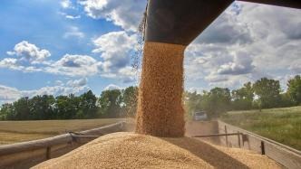 俄罗斯将继续延长大米出口临时禁令