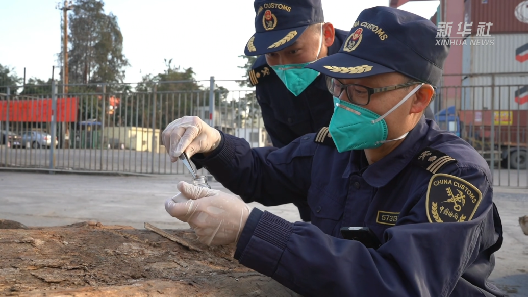 全国口岸首次截获外来物种刺状魔锯天牛