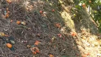 野猪结队偷吃砂糖橘，种植户：损失超万斤