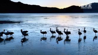 西藏林周：黑颈鹤“组团式”过冬