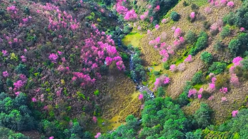 千城胜景丨云南凤庆：大山深处樱花浪漫