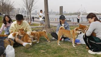 “一江一河”初具宠物友好基础，将继续提高滨水公共服务温度