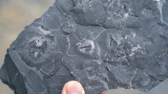 5亿年前古生物化石现身云南曲靖工地