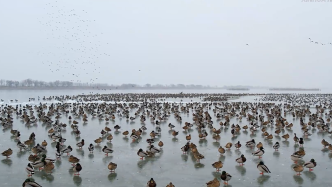 河北衡水湖：万鸭聚集齐越冬