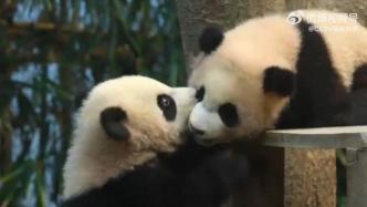 旅韩大熊猫双胞胎“睿宝”“辉宝”1月4日起与公众见面