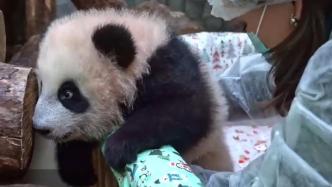 有名字啦！旅俄大熊猫“丁丁”幼崽叫“喀秋莎”