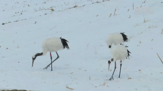内蒙古岱海流域首次发现国家一级保护动物丹顶鹤