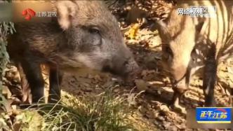 野猪频频下山闯祸，南京多区为野猪伤害购买保险
