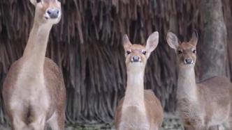 廣州長(zhǎng)隆海南坡鹿新生幼崽合群首展
