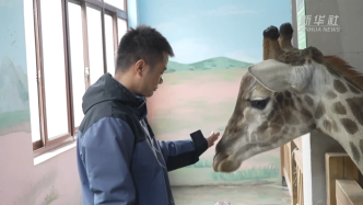 浙江湖州：长颈鹿“花式取暖”