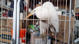 老汉救助照料“大鸟”，听说是国家保护动物立即交给相关部门