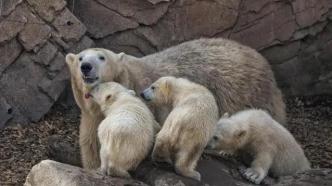 美国阿拉斯加州首次报告北极熊死于禽流感