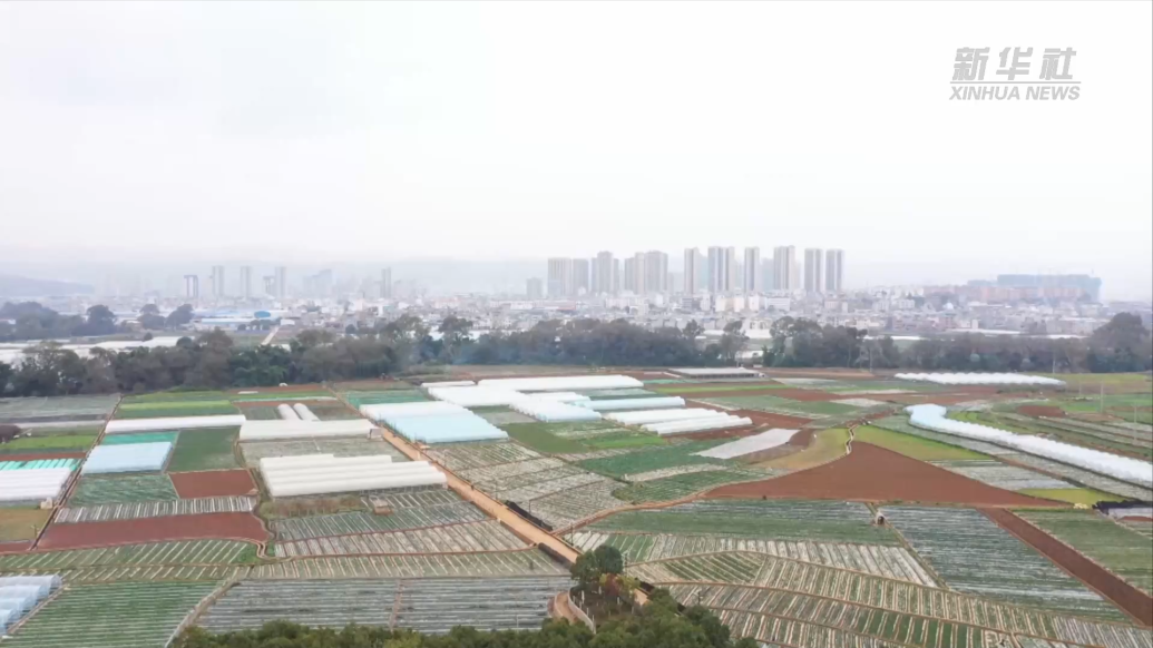 云南弥勒：开发冬季农业，把“冬闲田”变成“增收田”