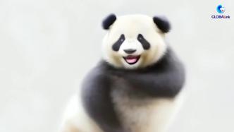 当大熊猫跳起“科目三”……