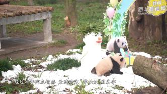 重庆动物园大熊猫宝宝满半岁，取名“莽灿灿”