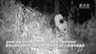 大熊猫国家公园芦山片区再次拍到大熊猫影像