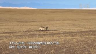 新疆阿尔金山：狼群伺机捕杀求偶季藏羚羊