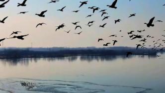 大量候鸟在黄河故道栖息过冬