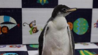 7只企鹅宝宝“萌新”报到，包括上海首只新生巴布亚企鹅