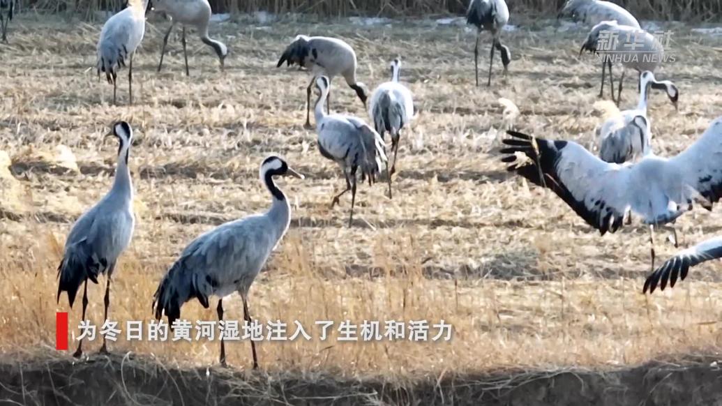 宁夏平罗：黄河湿地，鹤影蹁跹