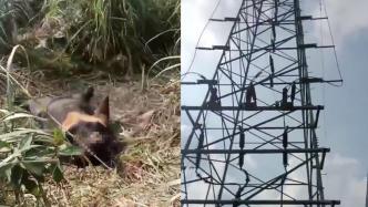 广西钦州一头黑熊疑因爬电塔触电死亡，正在调查其来源及死因