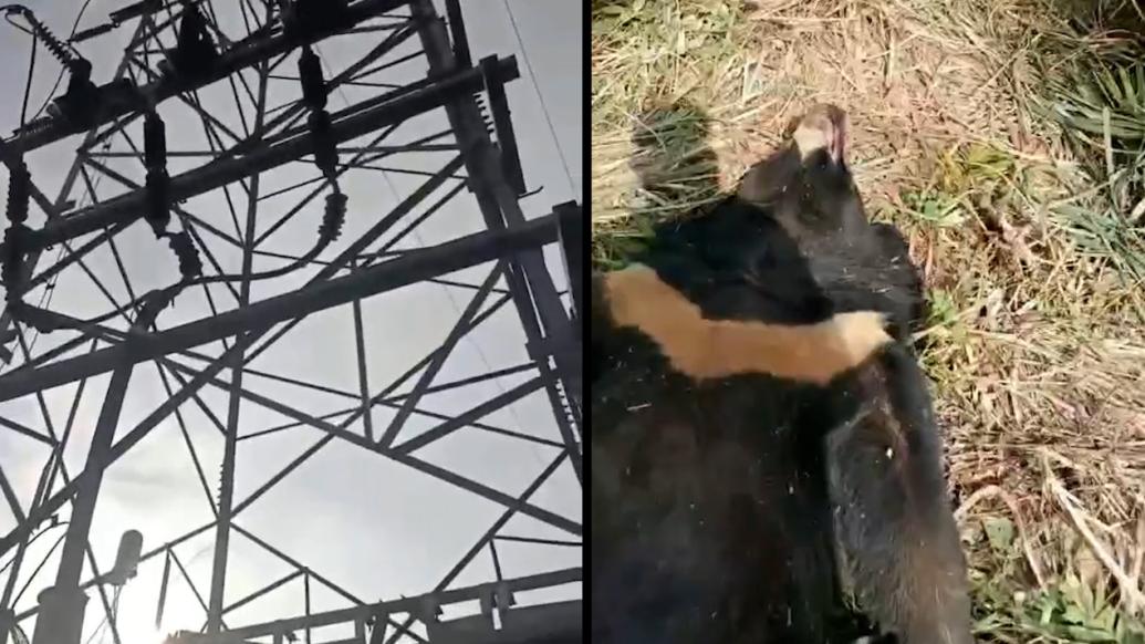 钦州林业局：一只黑熊疑似爬上高压电架被电击死亡