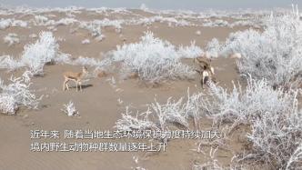 新疆博斯腾湖畔：鹅喉羚雪中“漫步”
