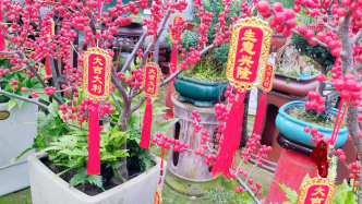 千城百縣看中國丨山東諸城：元旦花市“春意濃”