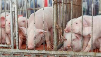三大猪企去年生猪销量均上升：温氏增逾46%，牧原超6381万头