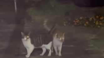 复旦博士偶遇猫咪情侣散步，网友：又是为猫猫爱情流泪的一天