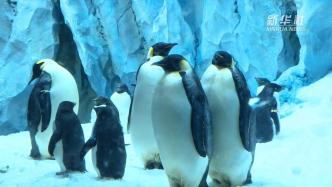 走进珠海长隆海洋王国，看企鹅如何在广东“过冬”