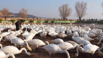 山西平陆：人工投食助黄河湿地白天鹅顺利越冬
