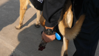 心疼！功勛犬執行任務時被鋼釘扎破腳掌
